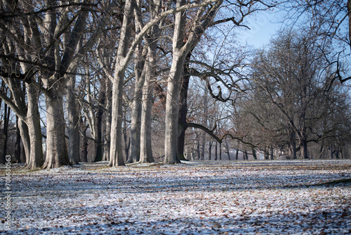 Bäume im winterlichen Park