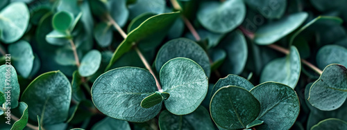 Aromatherapy for immune system and air purifier with eucalyptus leaves. © Артур Комис