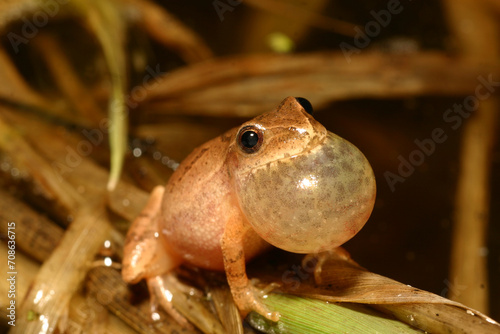 Quadro su tela An adult male spring peeper frog (Pseudacris crucifer) makes a high-pitched peeping sound to attract a female at night