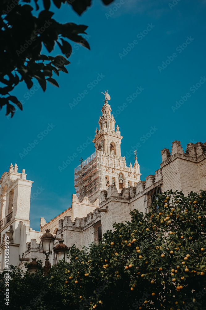 Seville's Majestic Cathedral: A Nature-framed Glimpse of Architectural Grandeur
