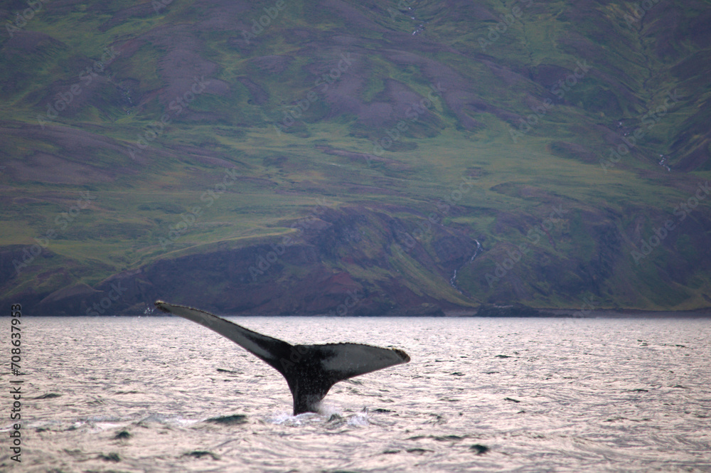 Fototapeta premium Whale diving in the artic sea near Húsavík