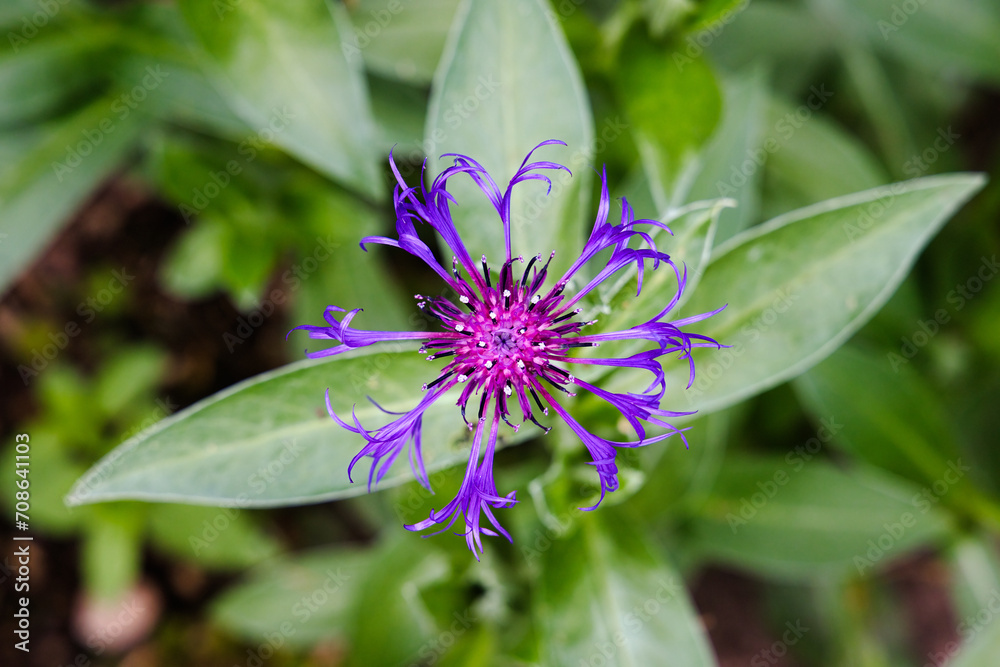 Pink and Purple Flower