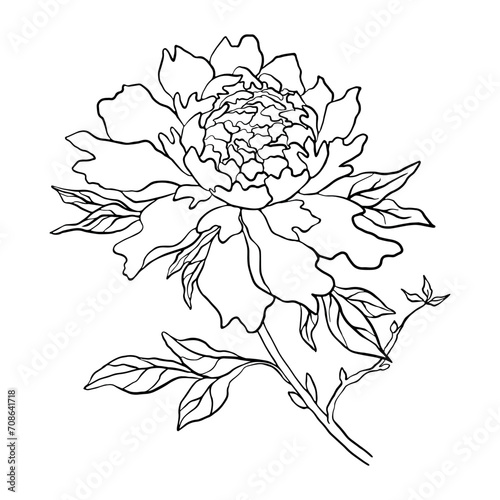 Line Drawn Flower With Leaves