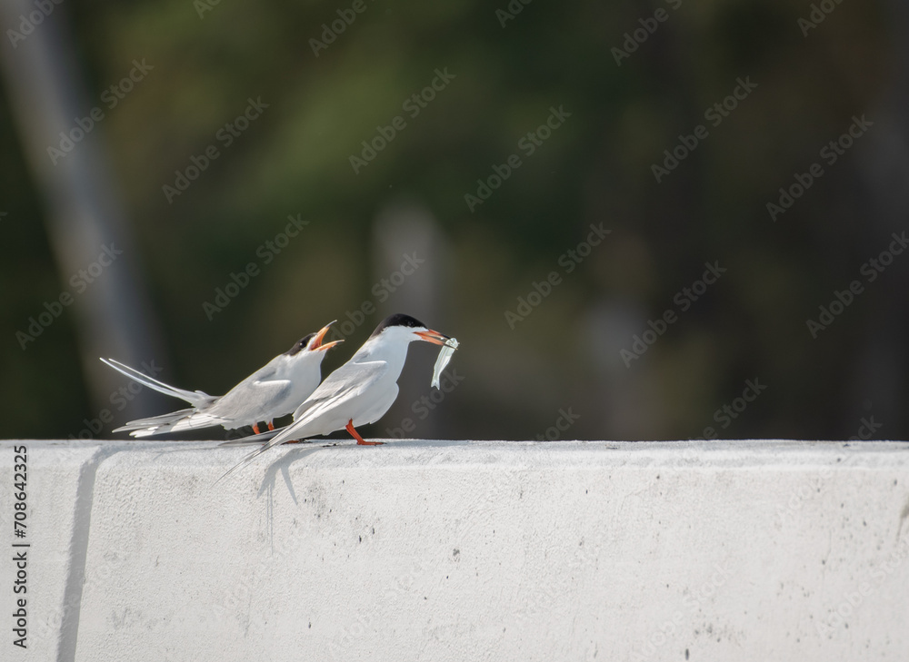 Fototapeta premium Forster's Tern