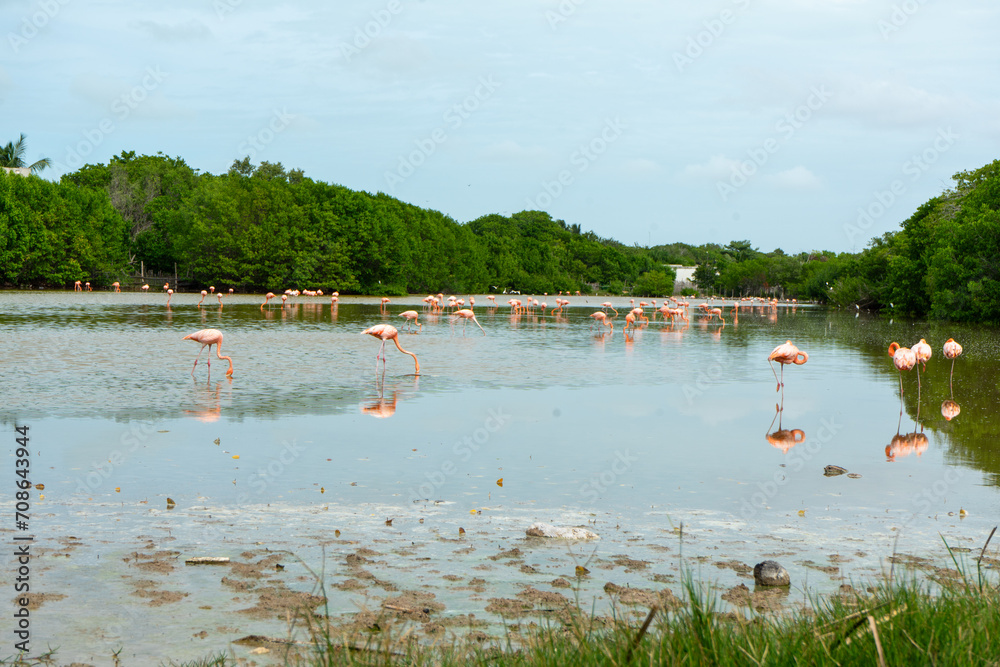 Pink flamingos in lake, Celstun, Mexico