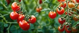 Bright red cherry tomatoes grow naturally.