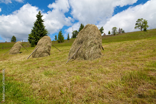 Hay in stacks on the mountain meadow, giant spruce tree and blue sky with fluffy clouds. Ukraine, Carpathians.