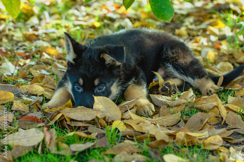 Deutscher Schäferhund Welpe versteck Spiel im bunten Herbstlaub, cute german puppy 
