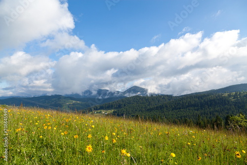 Mountain meadow with yellow flowers, blue sky with fluffy clouds.