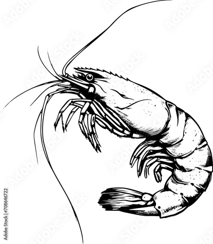 Shrimp in sketch style, vector illustration.