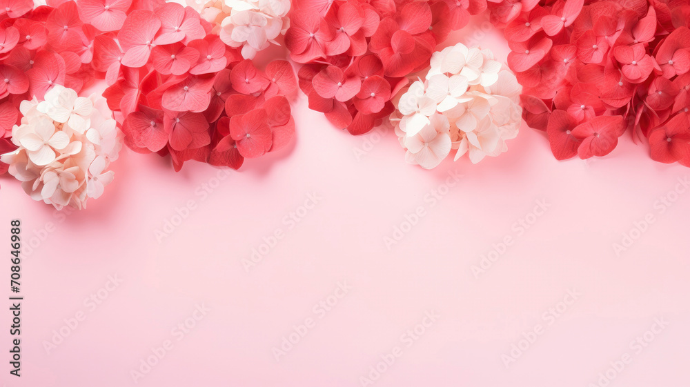 Fototapeta premium Hydrangea pink red white .Background copy space pastel background Floral background delicate composition for greeting cards, isolated flowers. Copy space banner
