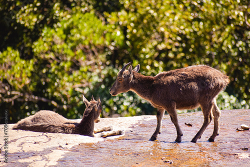 Witness the beauty of nature as these two majestic creatures stand proudly in the midst of the earth. 