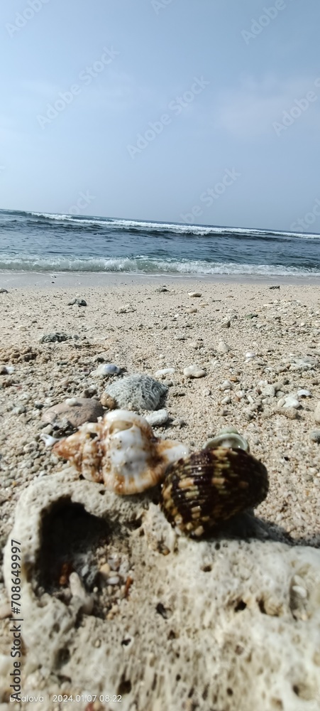 beach and sea, kerang yang tidak bisa di skip beach and sea, kerang yang tidak bisa di skip