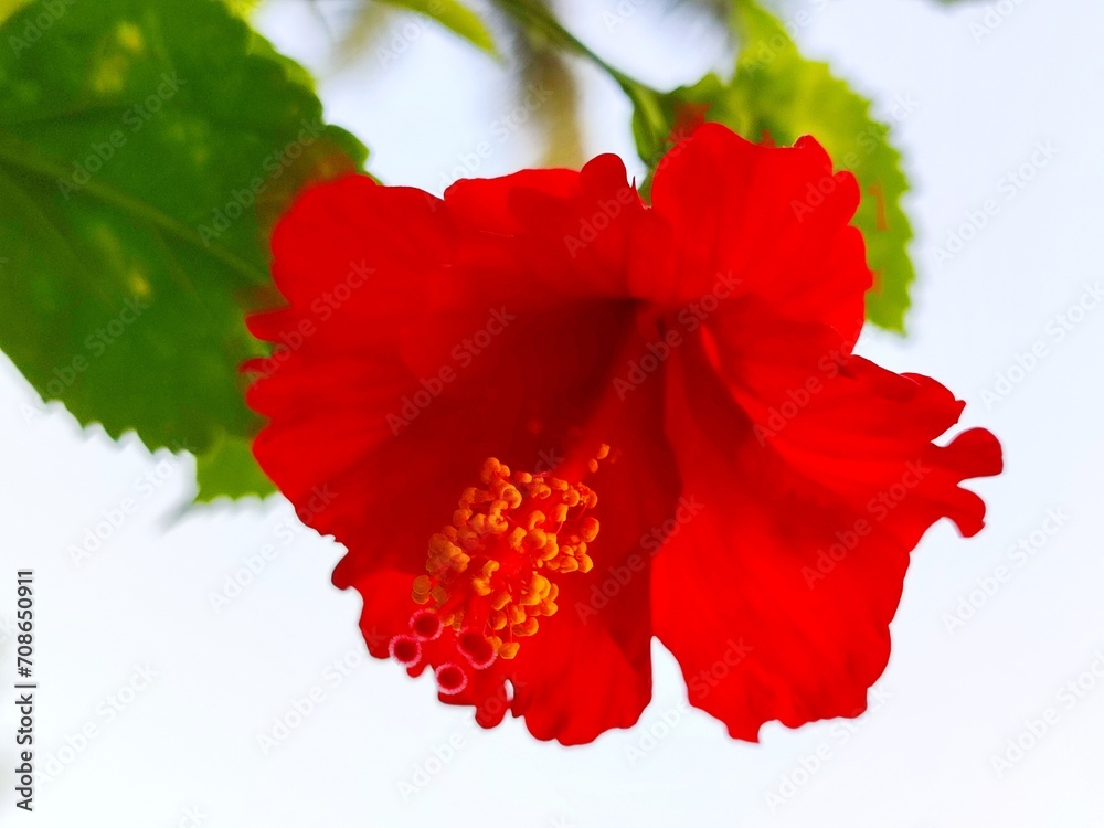 Red hibiscus flower with green leaves Red hibiscus flower with green leaves