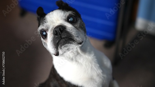 Boston terrier lurking