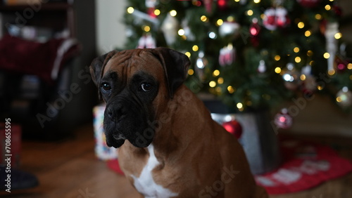 Boxer Christmas 