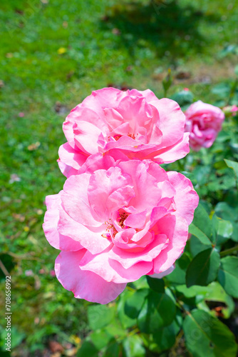 Two Pink Flowers Portrait with Green Grass in Romania