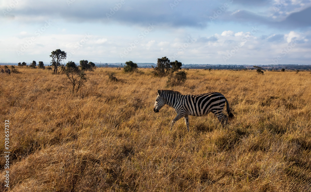 Naklejka premium zebras in the savannah