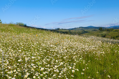 Mountain meadow of camomile flowers, blue sky and mountain on the horizon.