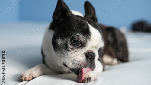 Boston Terrier grooming