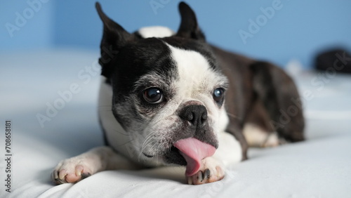 Boston Terrier grooming