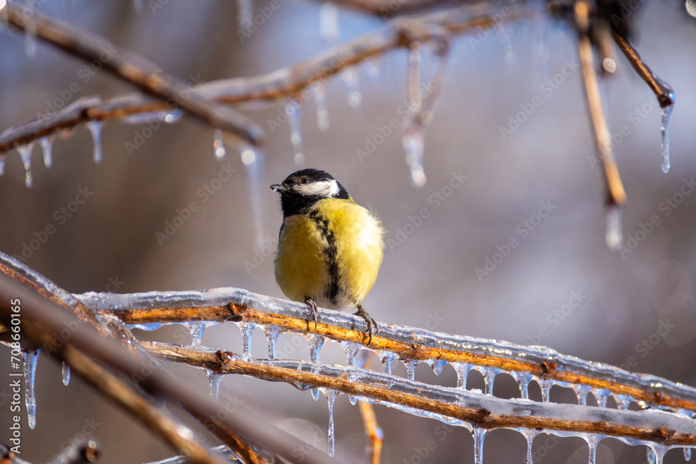 Naklejka premium A small bright titmouse sit on icy branches in a city park. Birds in the city. Icing.