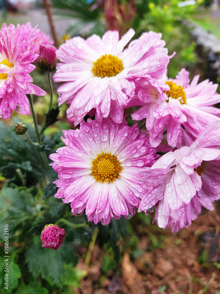 Obraz premium pink flowers in the garden