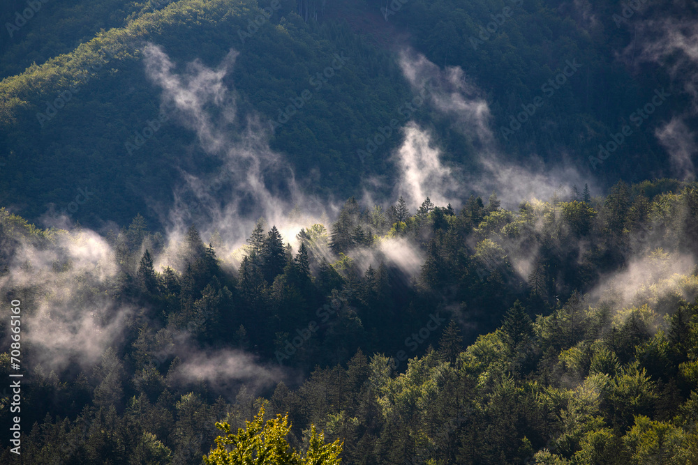 Misty landscape with fir forest Misty landscape with fir forest