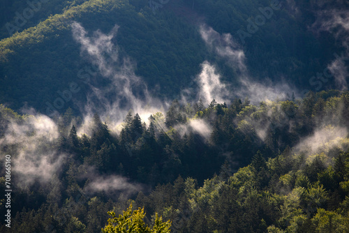 Misty landscape with fir forest © erika8213