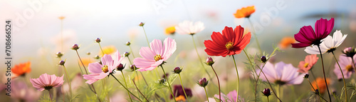 Beautiful colorful cosmos flowers over summer blurred nature background © Oleksiy