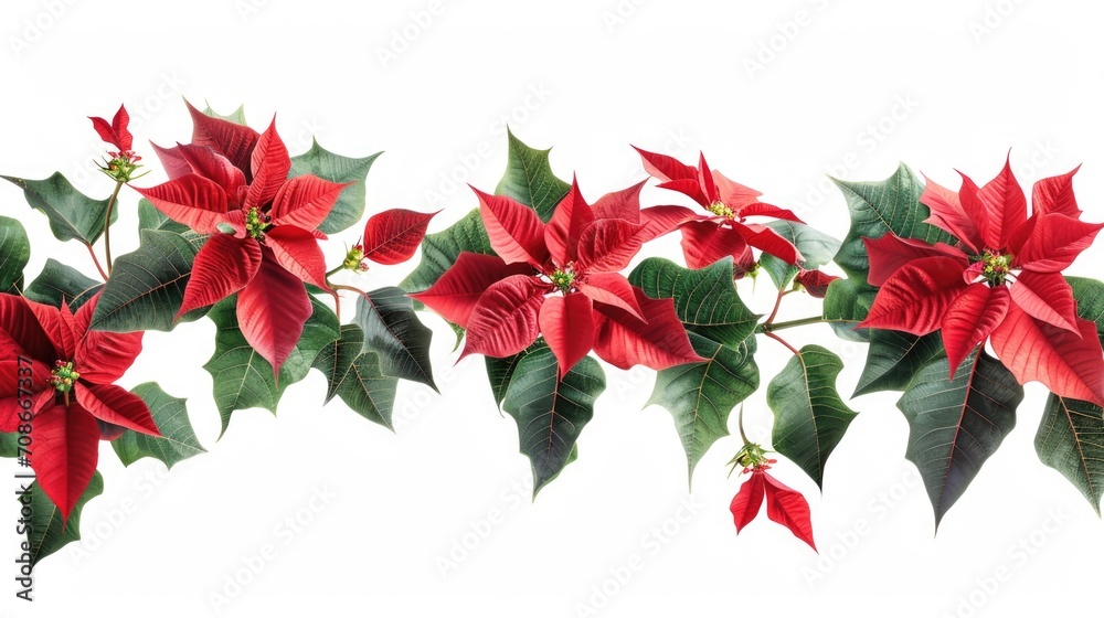 Fototapeta premium A row of red poinsettias with green leaves. Suitable for holiday decorations and festive events