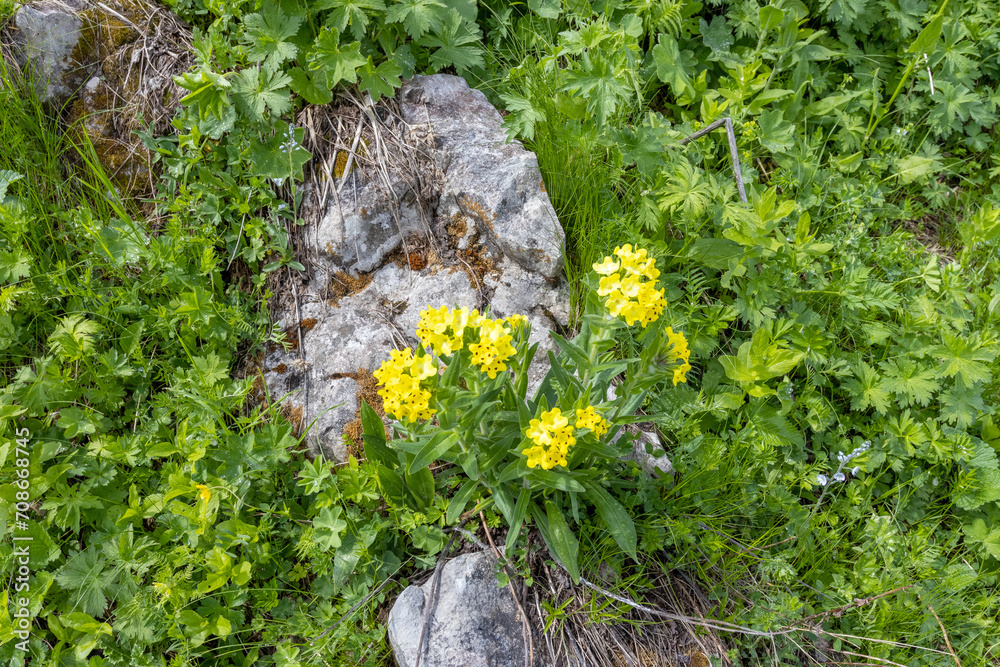 Walking through the subalpine meadows in the highlands during the flowering of plants and warm weather. Walking through the subalpine meadows in the highlands during the flowering of plants and warm weather.