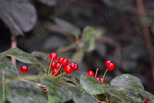 Fly honeysuckle fruits in a forest photo