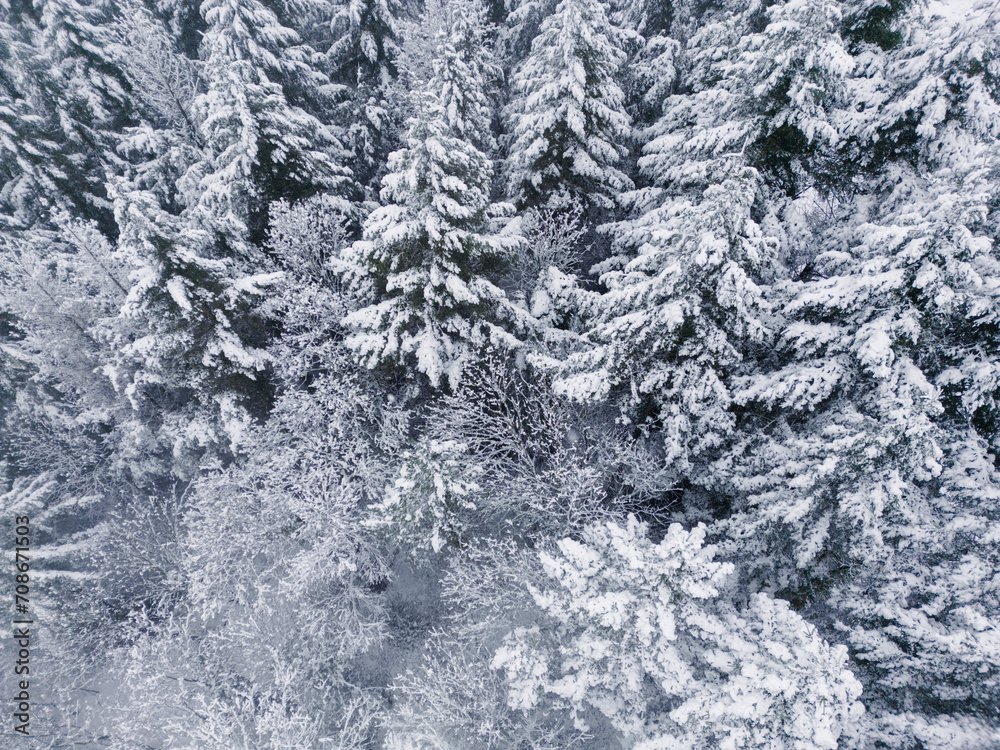 snow landscape over forest with frozen tree snow landscape over forest with frozen tree