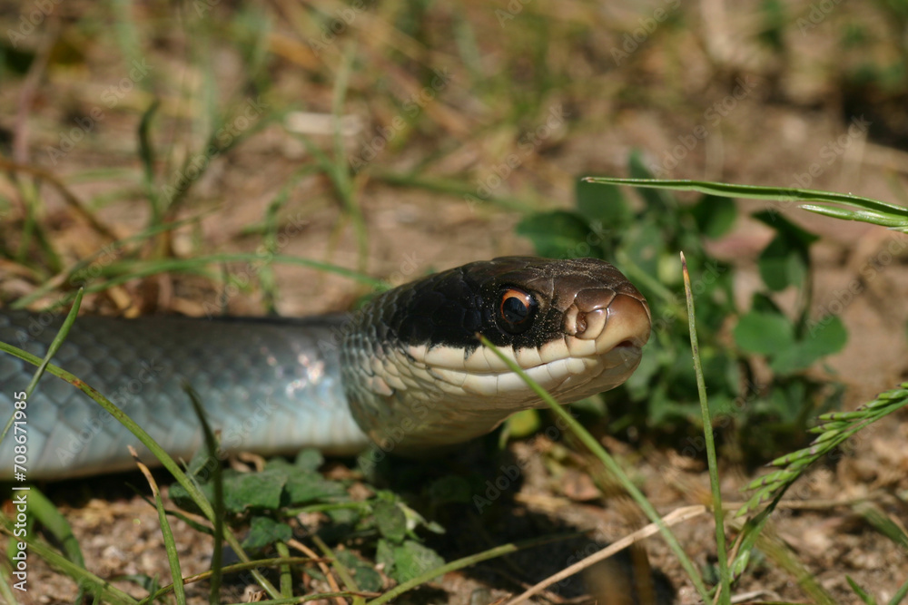 Close up of the face of a Blue Racer (Coluber constrictor foxii) in the midwest.
Close up of the face of a Blue Racer (Coluber constrictor foxii) in the midwest.