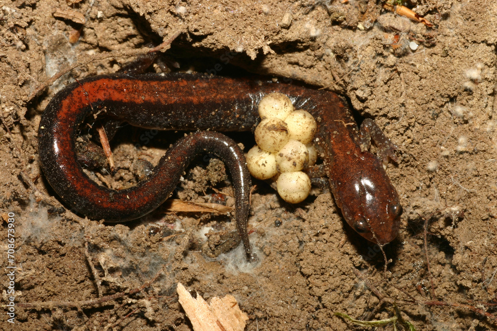 Obraz premium A female redback salamander (Plethodon cinereus) curled around a cluster of her eggs that she is protecting. This is an example of amphibian parental care. She will protect the eggs until they hatch.