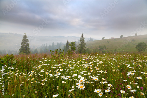 Meadow of white flowers on the background of foggy mountains. Ukraine, Carpathians.