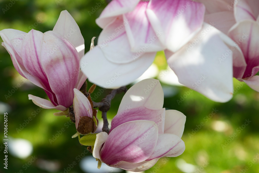 Delicate pink magnolia flowers in full bloom close up Delicate pink magnolia flowers in full bloom close up