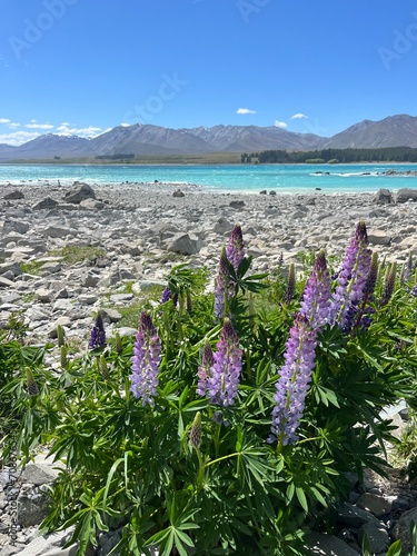 beautiful lupines in Lake Tekapo, New Zealand