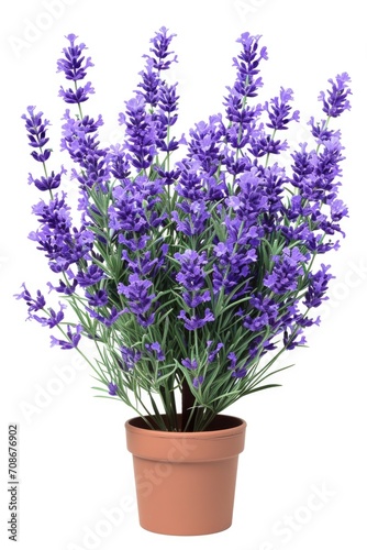 A potted plant with purple flowers on a white background. Can be used to add a touch of nature and color to any space
