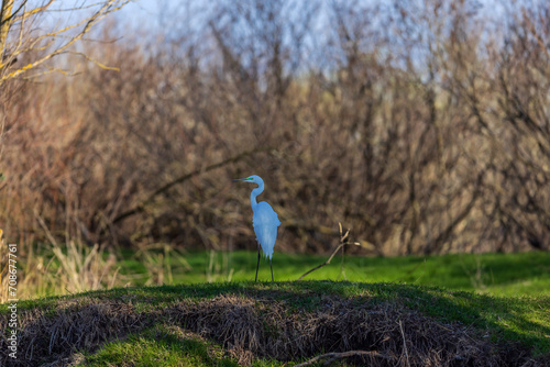 Great Heron 