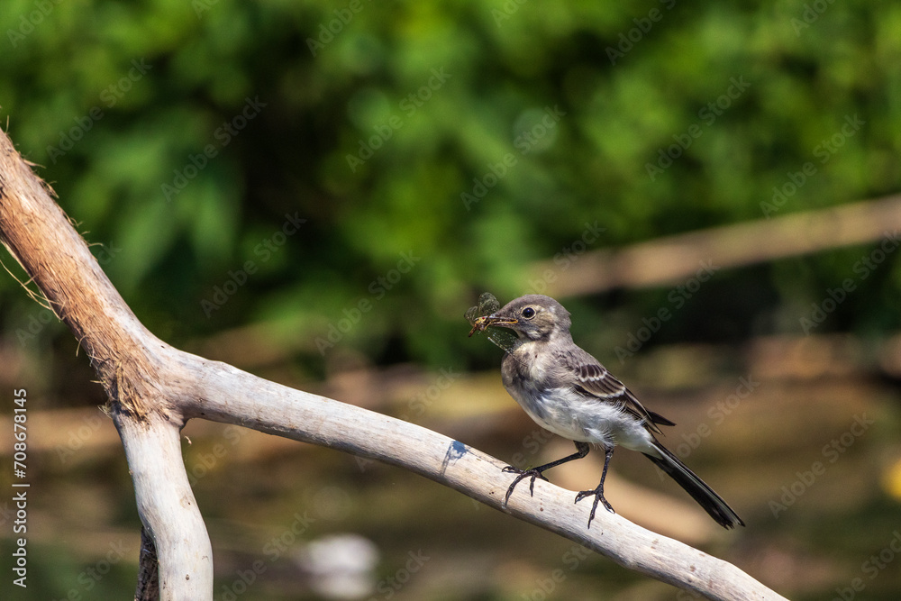 Fototapeta premium bird on branch