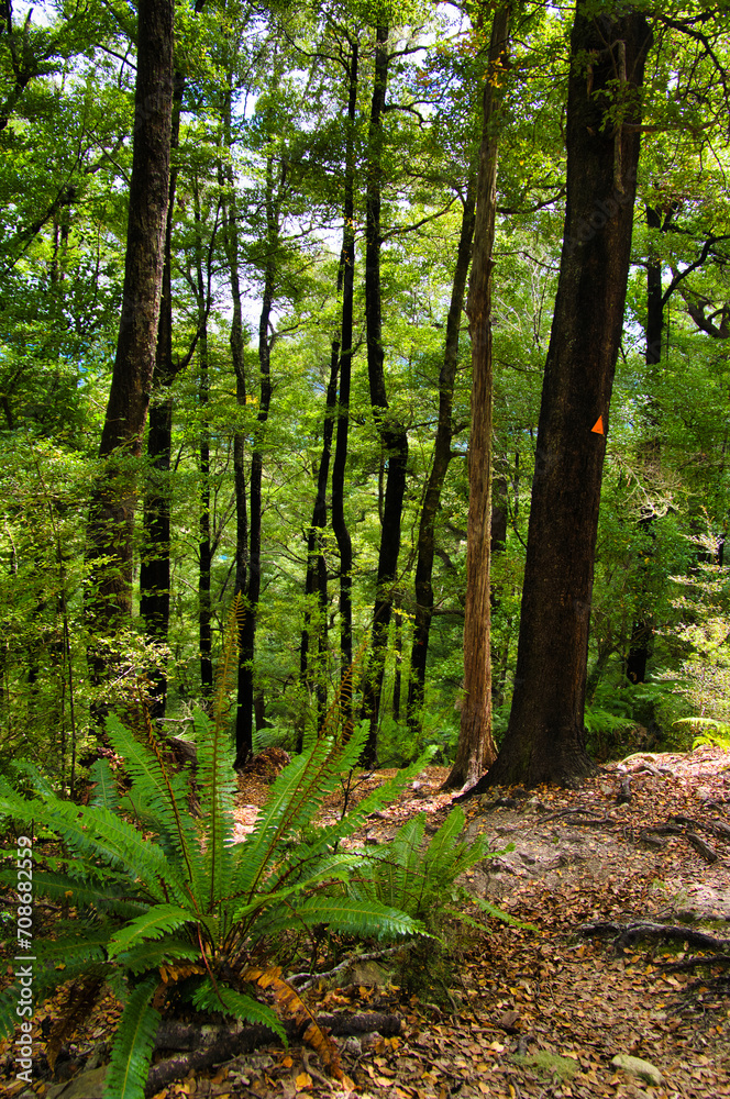 Obraz premium Walking trail though the beech forest in Pelorus Bridge Scenic Reserve, Marlborough Sounds, South Island, New Zealand