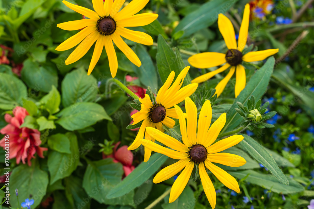 Obraz premium Yellow bright rudbeckia flowers against a background of green leaves.