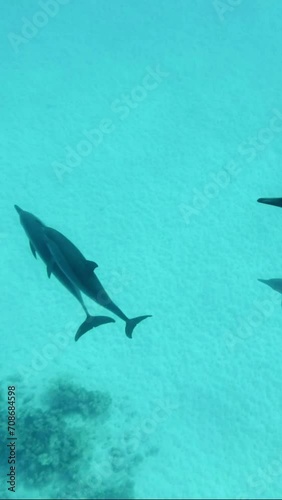 Vertical video, Family of Spinner dolphins with little baby swims past two teenagers in shallow water. Top view of dolphins family with baby floating above sand seafloor photo