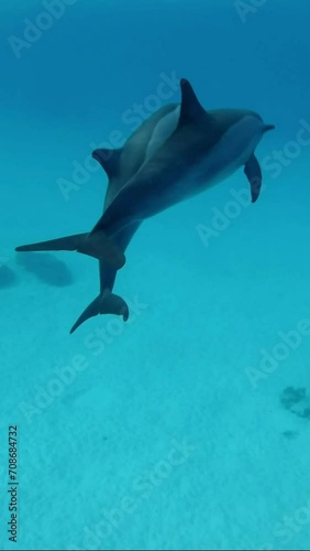 Vertical video, Top view of mom with young dolphin swimming over sandy bottom in sunrays. Family of Spinner dolphins floating above seafloor in sunny day photo