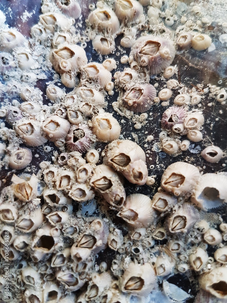 seashells on the beach texture