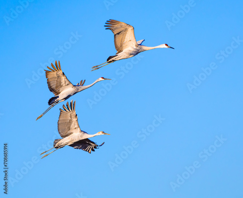 Sandhill Cranes at National Sandhill Crane Refuge in Birchwood Tennessee.