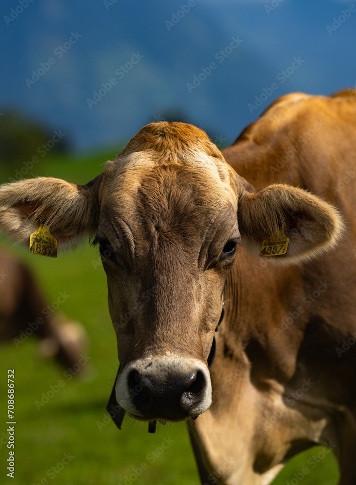 Cow is looking at camera. Close-up cows face. Pasture for cattle. Cow in the countryside. Cows graze on summer meadow. Rural landscapes with cows. Cows in a pasture. Cow is looking at camera. Close-up cows face. Pasture for cattle. Cow in the countryside. Cows graze on summer meadow. Rural landscapes with cows. Cows in a pasture.