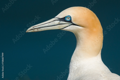 Photography Close up of a Northern gannet (Morus bassana), Bempton cliffs, UK